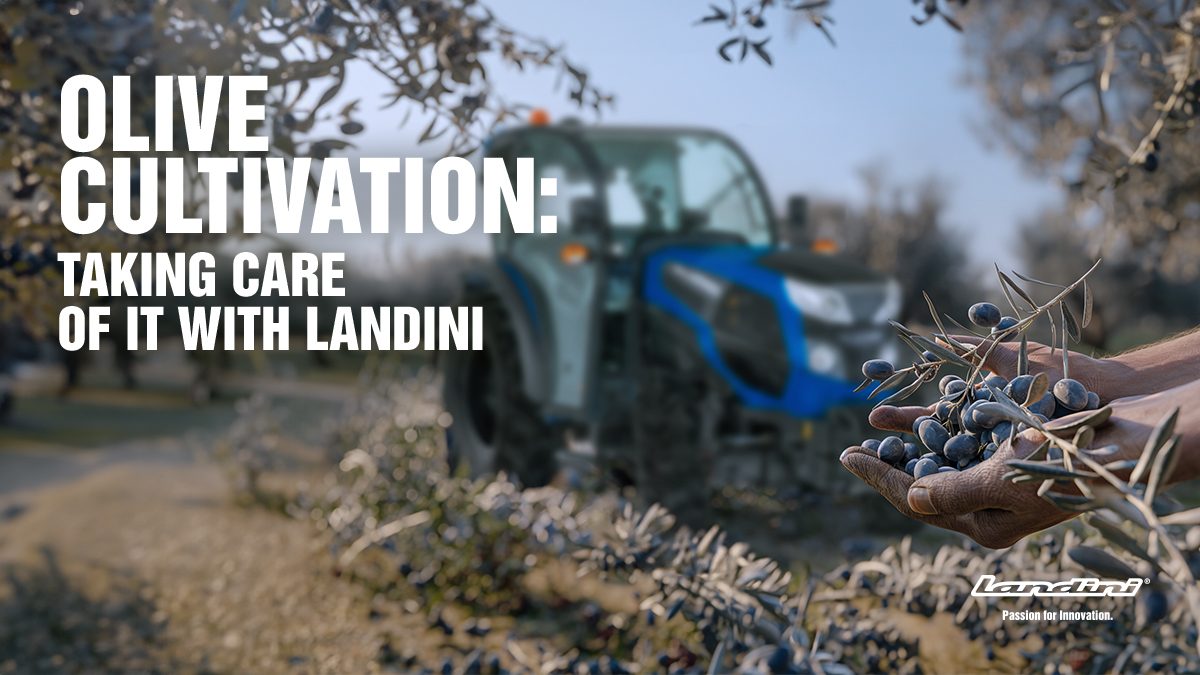Olive Cultivation: taking care of it with Landini